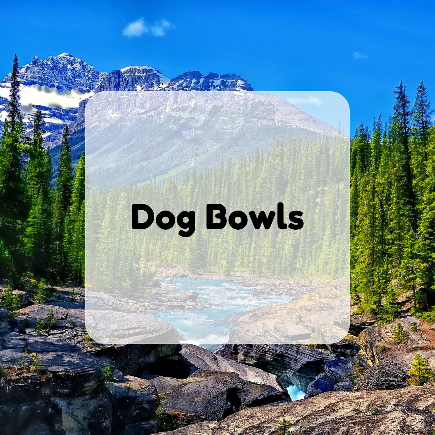 Dog Bowls